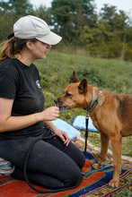 HERA, Hund, Deutscher Schäferhund in Salzwedel - Bild 13