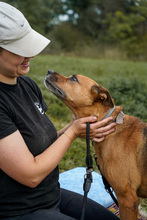 HERA, Hund, Deutscher Schäferhund in Salzwedel - Bild 14