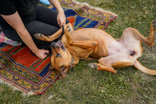 HERA, Hund, Deutscher Schäferhund in Salzwedel - Bild 15