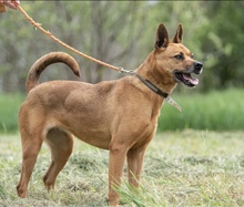 HERA, Hund, Deutscher Schäferhund in Salzwedel - Bild 2