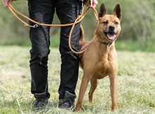 HERA, Hund, Deutscher Schäferhund in Salzwedel - Bild 3