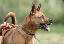 HERA, Hund, Deutscher Schäferhund in Salzwedel - Bild 4