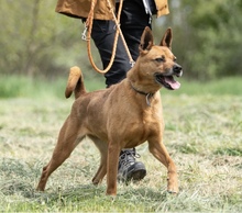 HERA, Hund, Deutscher Schäferhund in Salzwedel - Bild 5