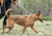 HERA, Hund, Deutscher Schäferhund in Salzwedel - Bild 8