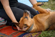 HERA, Hund, Deutscher Schäferhund in Salzwedel - Bild 9