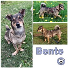 BENTE, Hund, Mischlingshund in Aichhalden