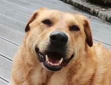 OLJA, Hund, Labrador-Mix in Worms - Bild 1