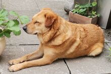 OLJA, Hund, Labrador-Mix in Worms - Bild 11