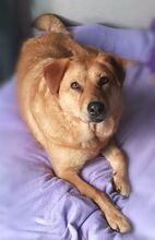 OLJA, Hund, Labrador-Mix in Worms - Bild 2