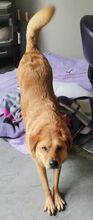 OLJA, Hund, Labrador-Mix in Worms - Bild 4