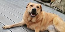 OLJA, Hund, Labrador-Mix in Worms - Bild 5