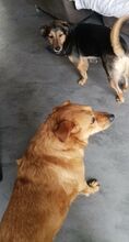 OLJA, Hund, Labrador-Mix in Worms - Bild 6