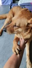 OLJA, Hund, Labrador-Mix in Worms - Bild 7