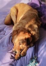 OLJA, Hund, Labrador-Mix in Worms - Bild 8