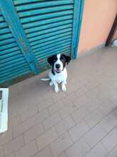 BAS, Hund, Mischlingshund in Italien