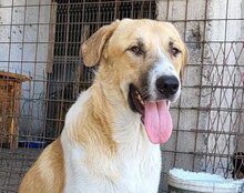 FELICIO, Hund, Mischlingshund in Kroatien - Bild 30