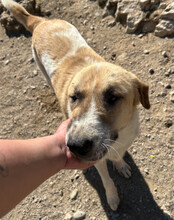 FELICIO, Hund, Mischlingshund in Kroatien - Bild 31
