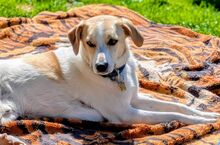 TYSON, Hund, Mischlingshund in Mönchengladbach - Bild 24