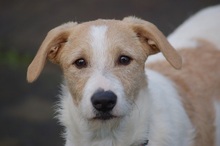 HENRY, Hund, Mischlingshund in Mönchengladbach
