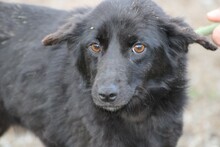 CANDY, Hund, Mischlingshund in Rumänien