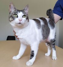 MAURICIO, Katze, Europäisch Kurzhaar in Spanien