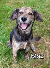 MAX, Hund, Mischlingshund in Rumänien