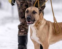 CREO, Hund, Malinois-Mix in Weira