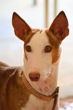 GUAPO, Hund, Podenco-Mix in Spanien - Bild 1