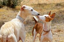 GUAPO, Hund, Podenco-Mix in Spanien - Bild 10