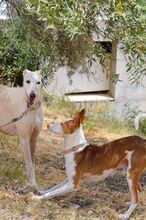 GUAPO, Hund, Podenco-Mix in Spanien - Bild 11