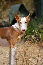 GUAPO, Hund, Podenco-Mix in Spanien - Bild 2