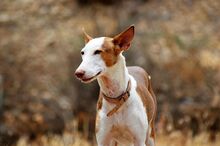 GUAPO, Hund, Podenco-Mix in Spanien - Bild 3