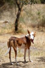 GUAPO, Hund, Podenco-Mix in Spanien - Bild 4