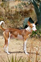 GUAPO, Hund, Podenco-Mix in Spanien - Bild 5