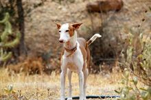 GUAPO, Hund, Podenco-Mix in Spanien - Bild 6