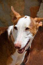 GUAPO, Hund, Podenco-Mix in Spanien - Bild 7