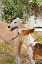 GUAPO, Hund, Podenco-Mix in Spanien - Bild 8