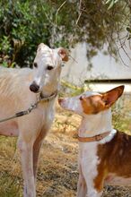 GUAPO, Hund, Podenco-Mix in Spanien - Bild 9