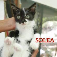 SOLEA, Katze, Europäisch Kurzhaar-Mix in Bulgarien