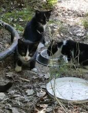 SOLEA, Katze, Europäisch Kurzhaar-Mix in Bulgarien - Bild 4