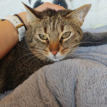 ALYA, Katze, Hauskatze in Bulgarien - Bild 10