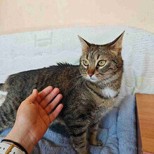 ALYA, Katze, Hauskatze in Bulgarien - Bild 11