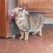 ALYA, Katze, Hauskatze in Bulgarien - Bild 8