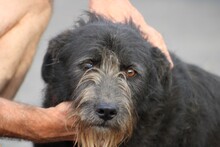 KAMI, Hund, Schnauzer-Bearded Collie-Mix in Lohra-Reimershausen