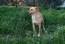 HEDI, Hund, Mischlingshund in Griechenland - Bild 4