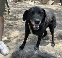 FRIXOS, Hund, Mischlingshund in Griechenland - Bild 2