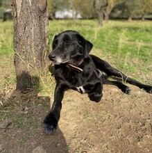 FRIXOS, Hund, Mischlingshund in Griechenland - Bild 4