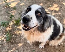 MERIDA, Hund, Herdenschutzhund-Mix in Griechenland - Bild 1