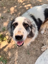 MERIDA, Hund, Herdenschutzhund-Mix in Griechenland - Bild 3