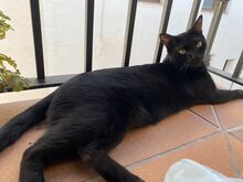 CACAO, Katze, Hauskatze in Spanien - Bild 2